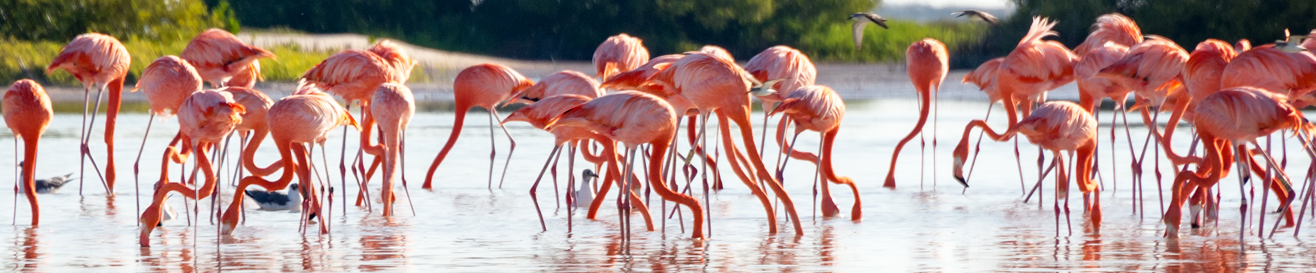 singa terra asociacion civil - flamingos